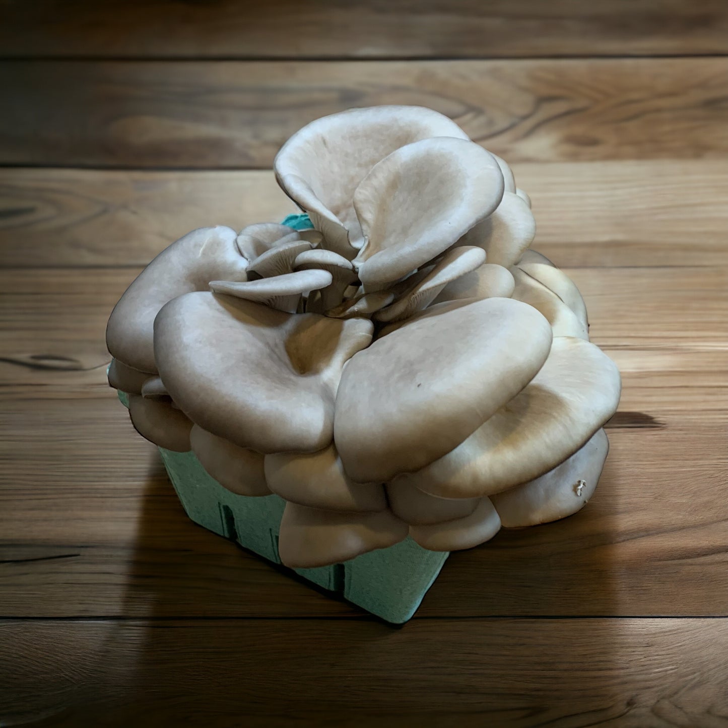 Blue Oyster Mushrooms (Half Pound) Pick Up Only