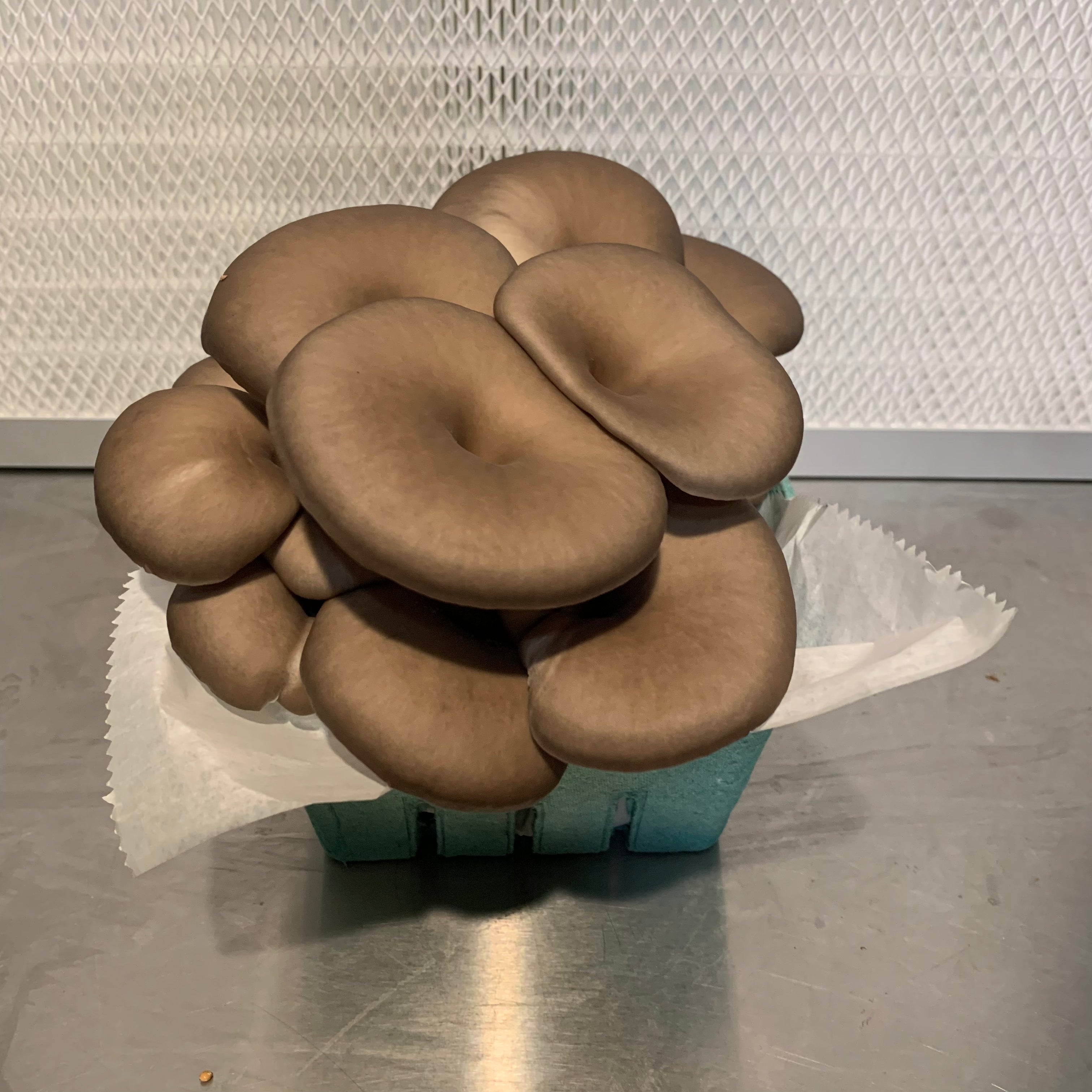 Black Pearl Mushrooms Santa Cruz Mushrooms