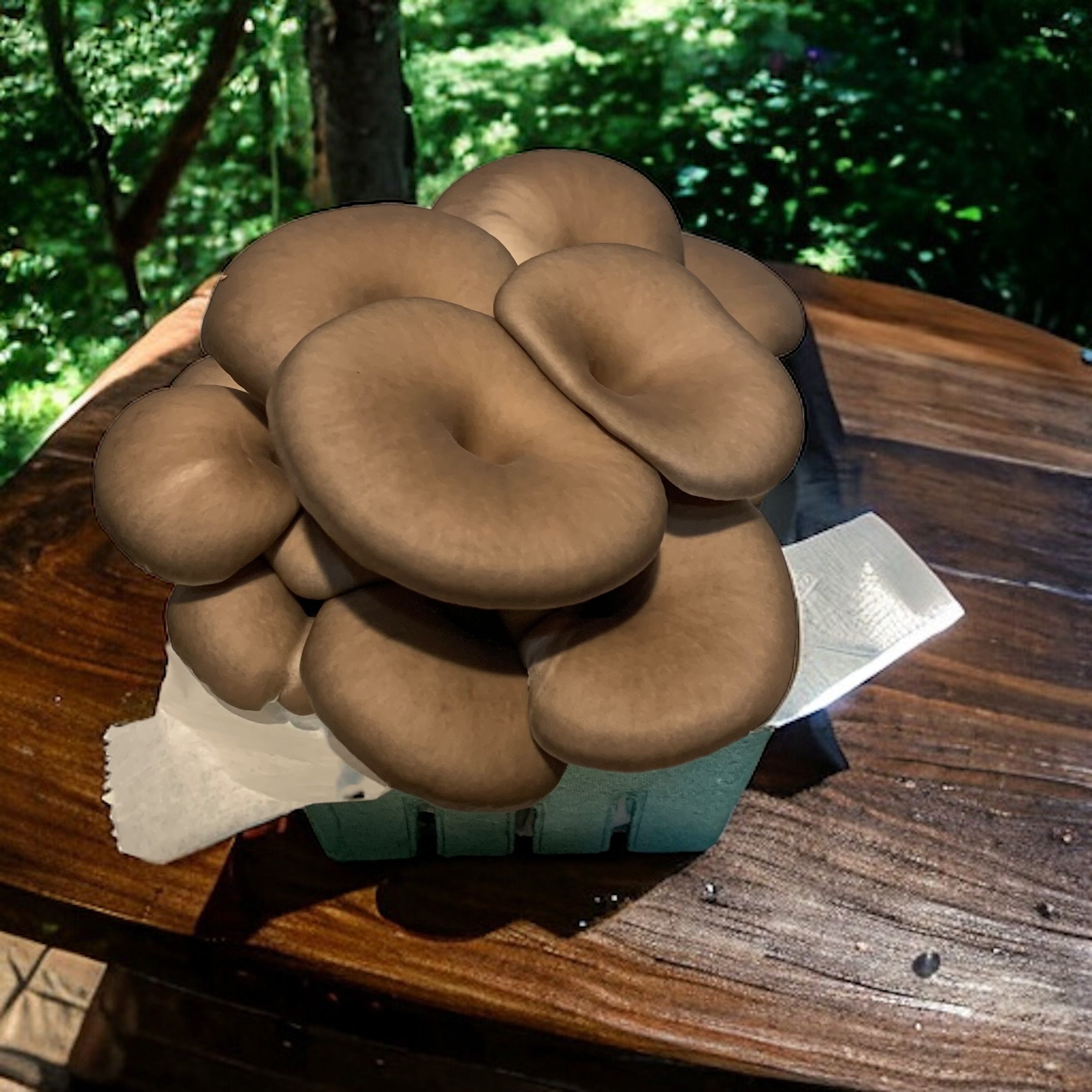 Black Pearl Mushrooms (Half Pound) – Santa Cruz Mushrooms