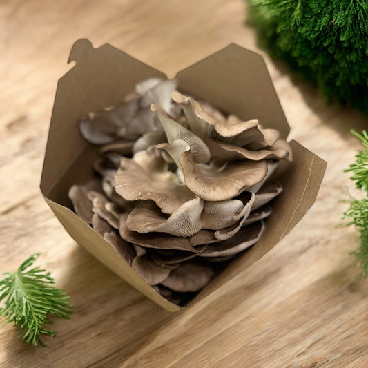 Italian Oyster Mushrooms (One Pound) Pick Up Only