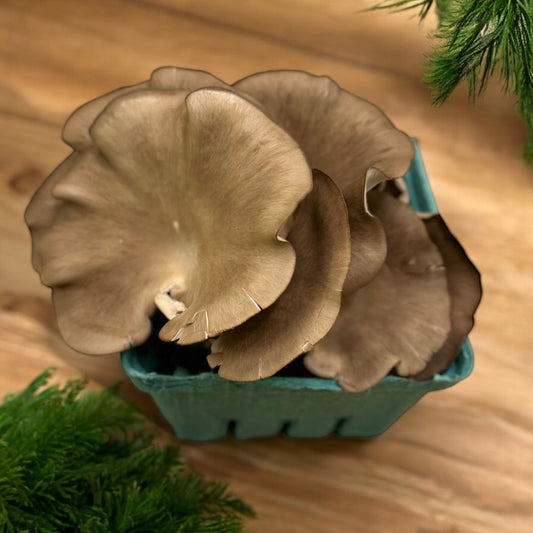 Italian Oyster Mushrooms (Half Pound) Pick Up Only