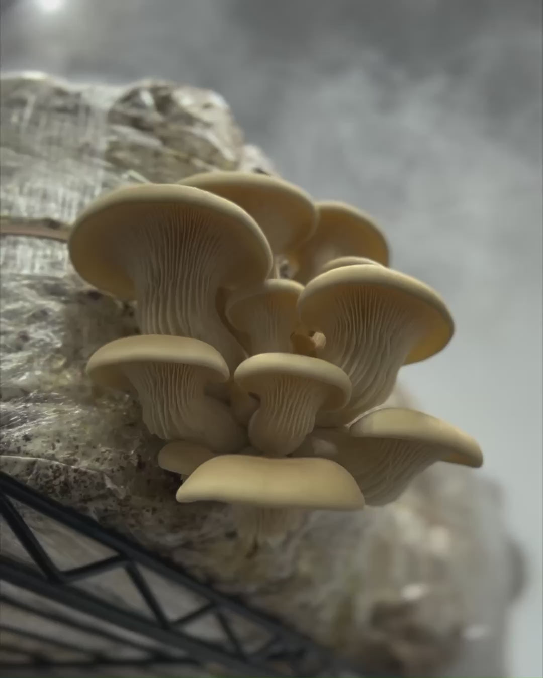 Elm oyster flavor profile