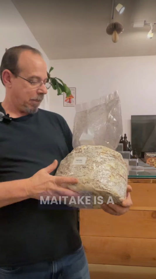 Growing Maitake mushrooms at Santa Cruz Mushrooms