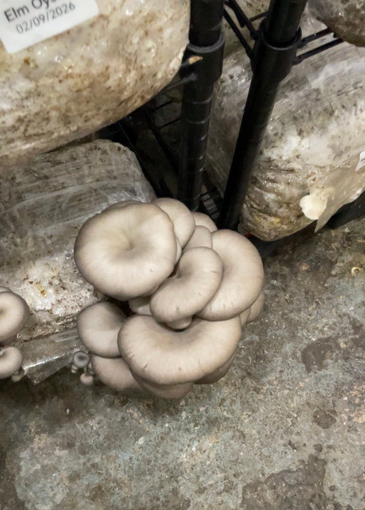 Do Mushrooms Really Love the Dark?