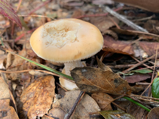 What are mycorrhizal mushrooms?