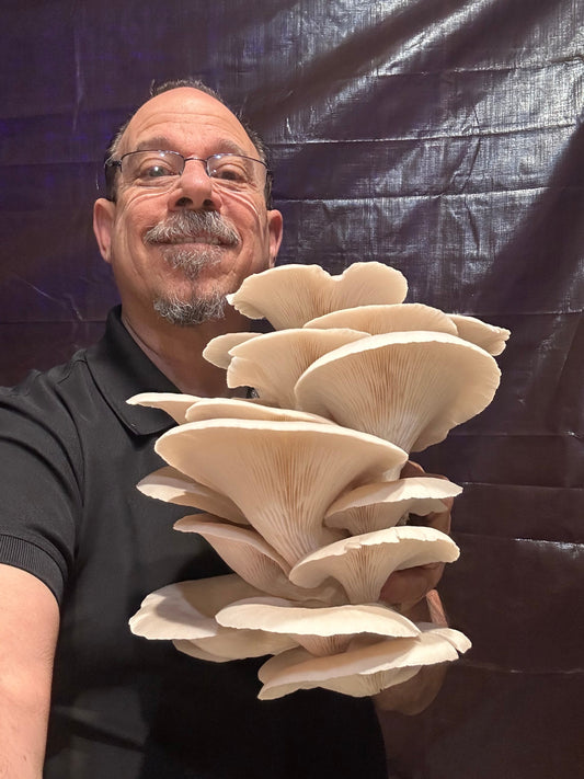 Giant Elm Oysters grown at Santa Cruz Mushrooms