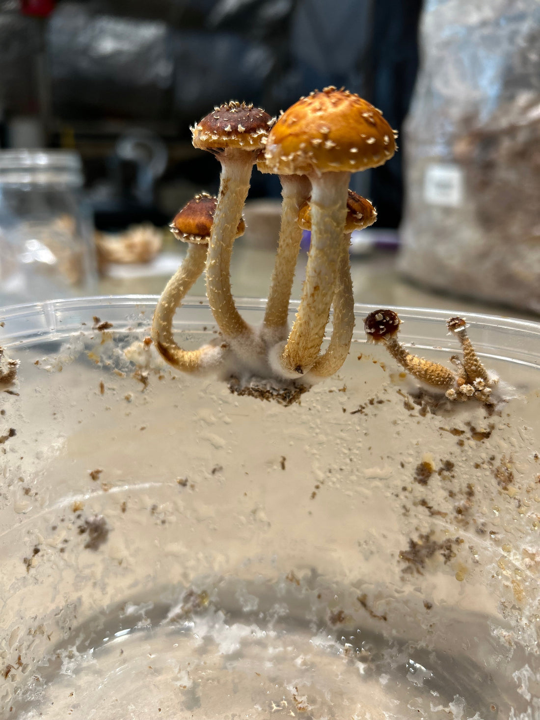 Little mushrooms with big attitude!