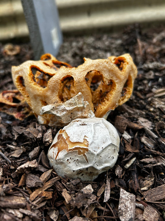 It looks like an alien invasion!