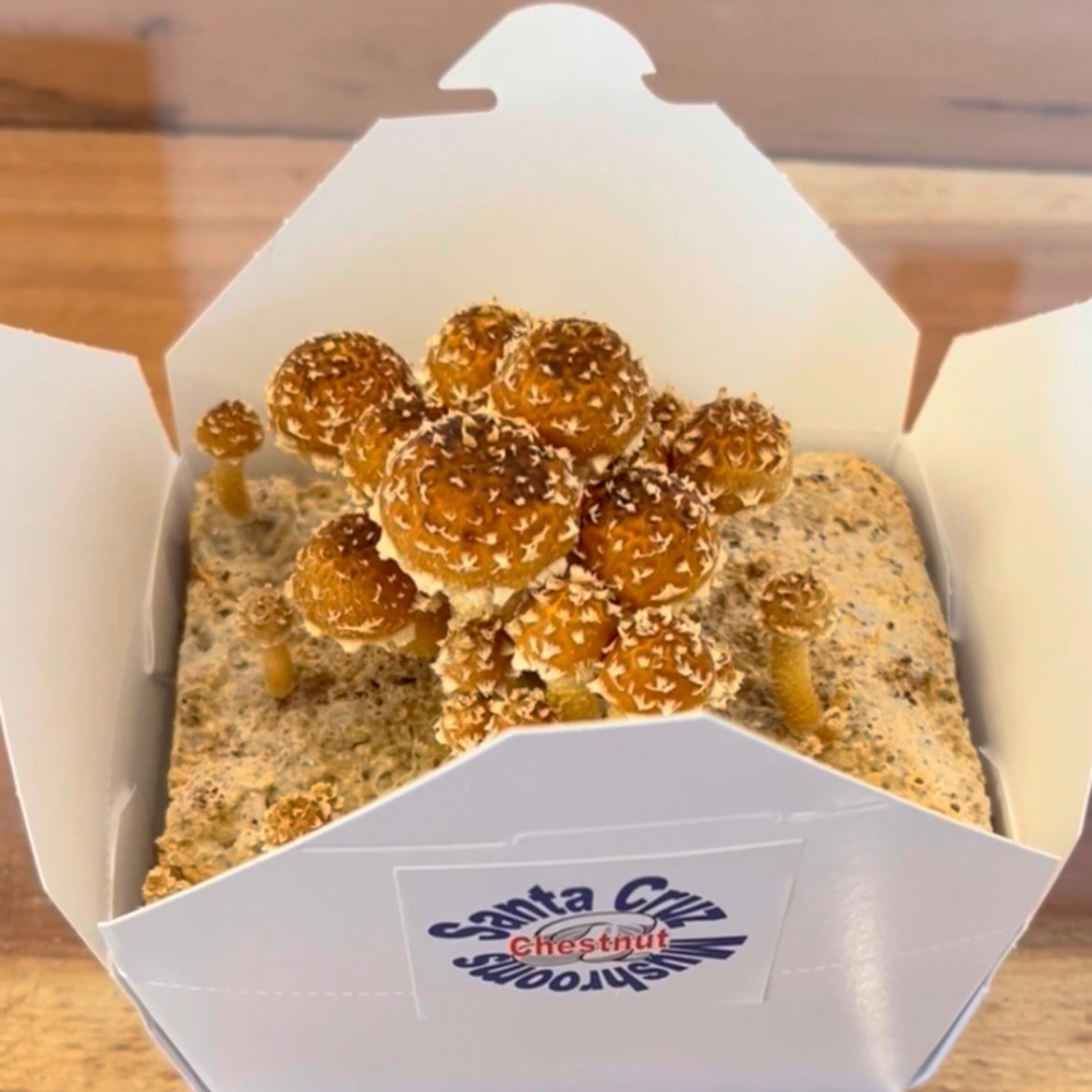 Live Chestnut Mushrooms - Pick Up Only