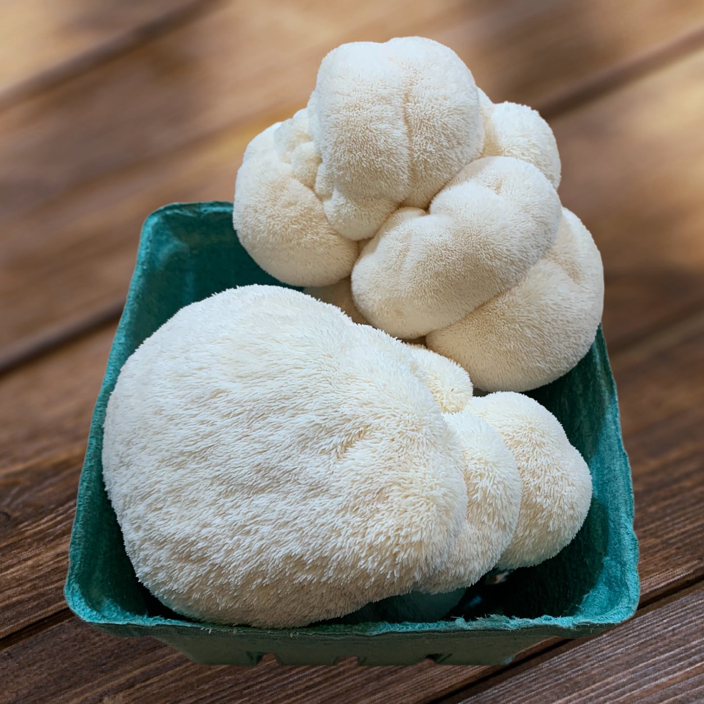 Lion’s Mane Mushrooms (Half Pound) Pick Up Only