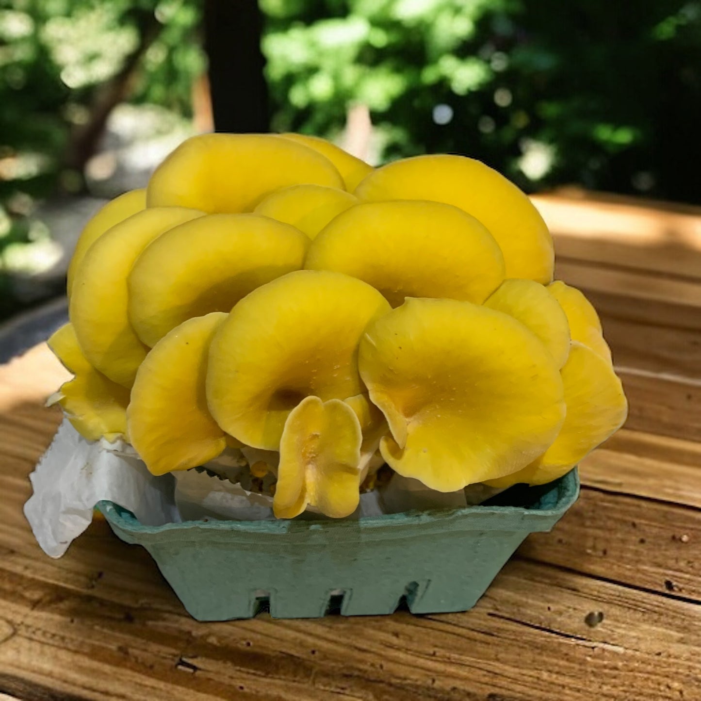 Golden Oyster Mushrooms (Half Pound) Pick Up Only