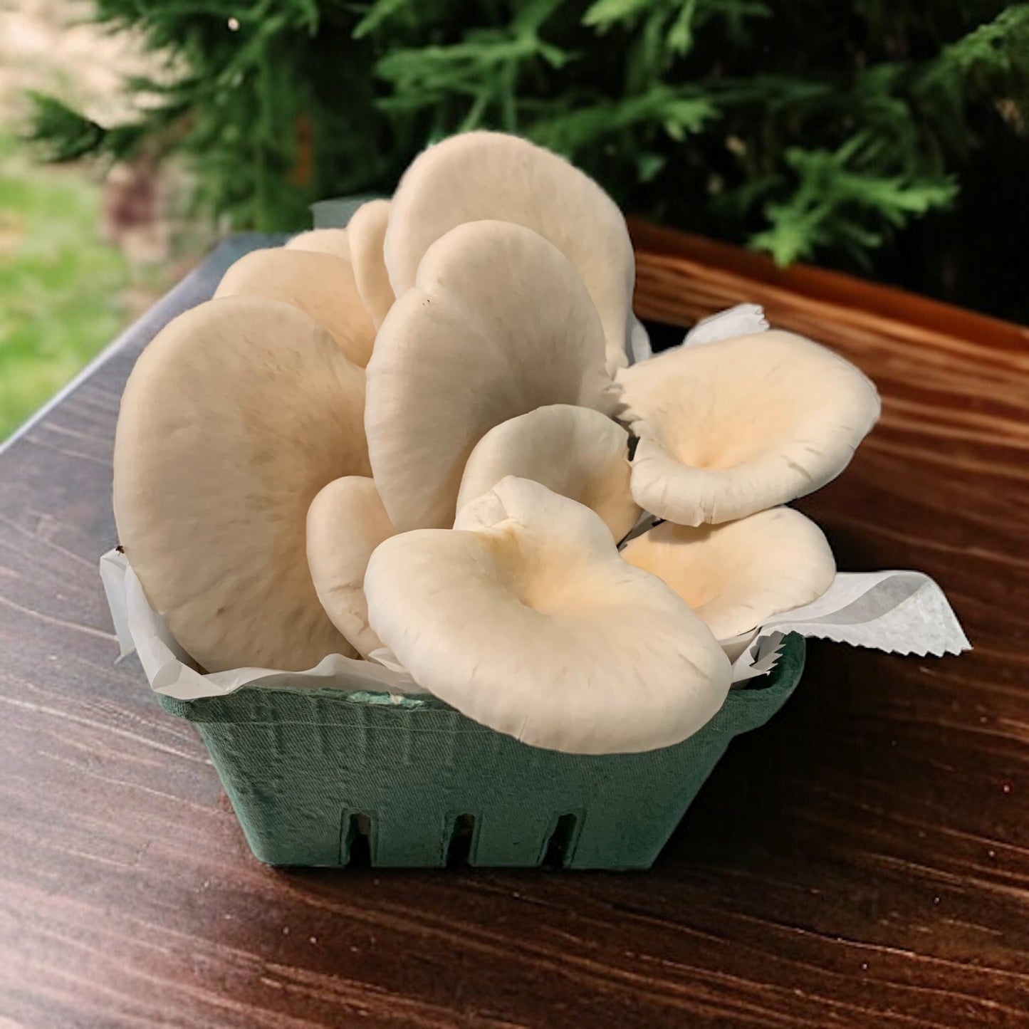 Elm Oyster Mushrooms (Half Pound) Pick Up Only