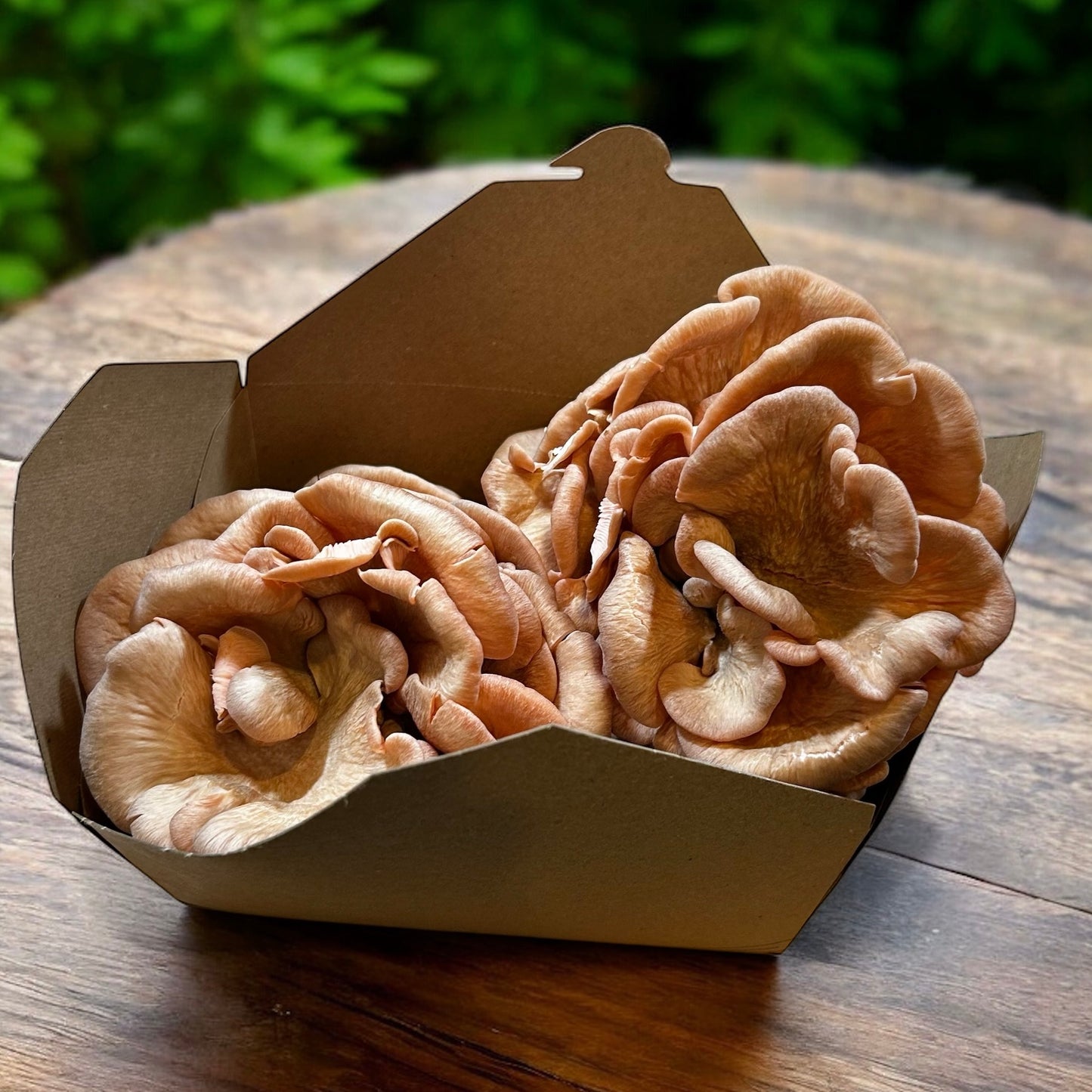 Pink Oyster Mushrooms (One Pound) Pick Up Only