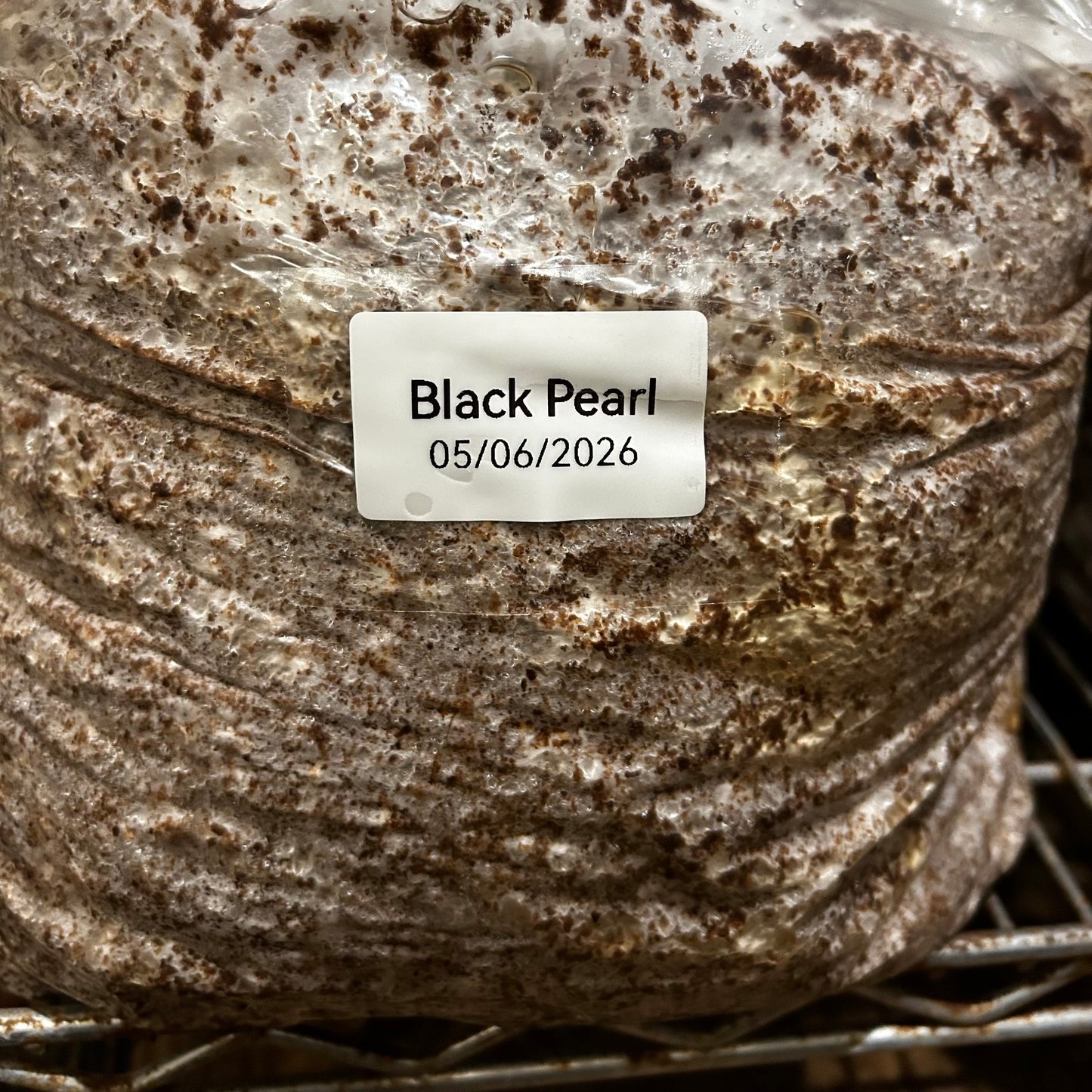 Mushroom Grow Block - Extra Large Ten Pound Size