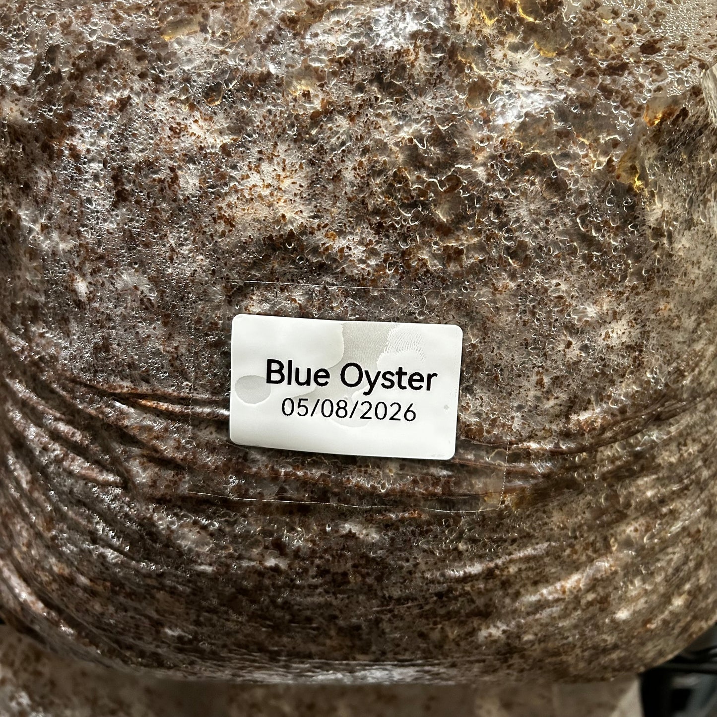 Mushroom Grow Block - Extra Large Ten Pound Size