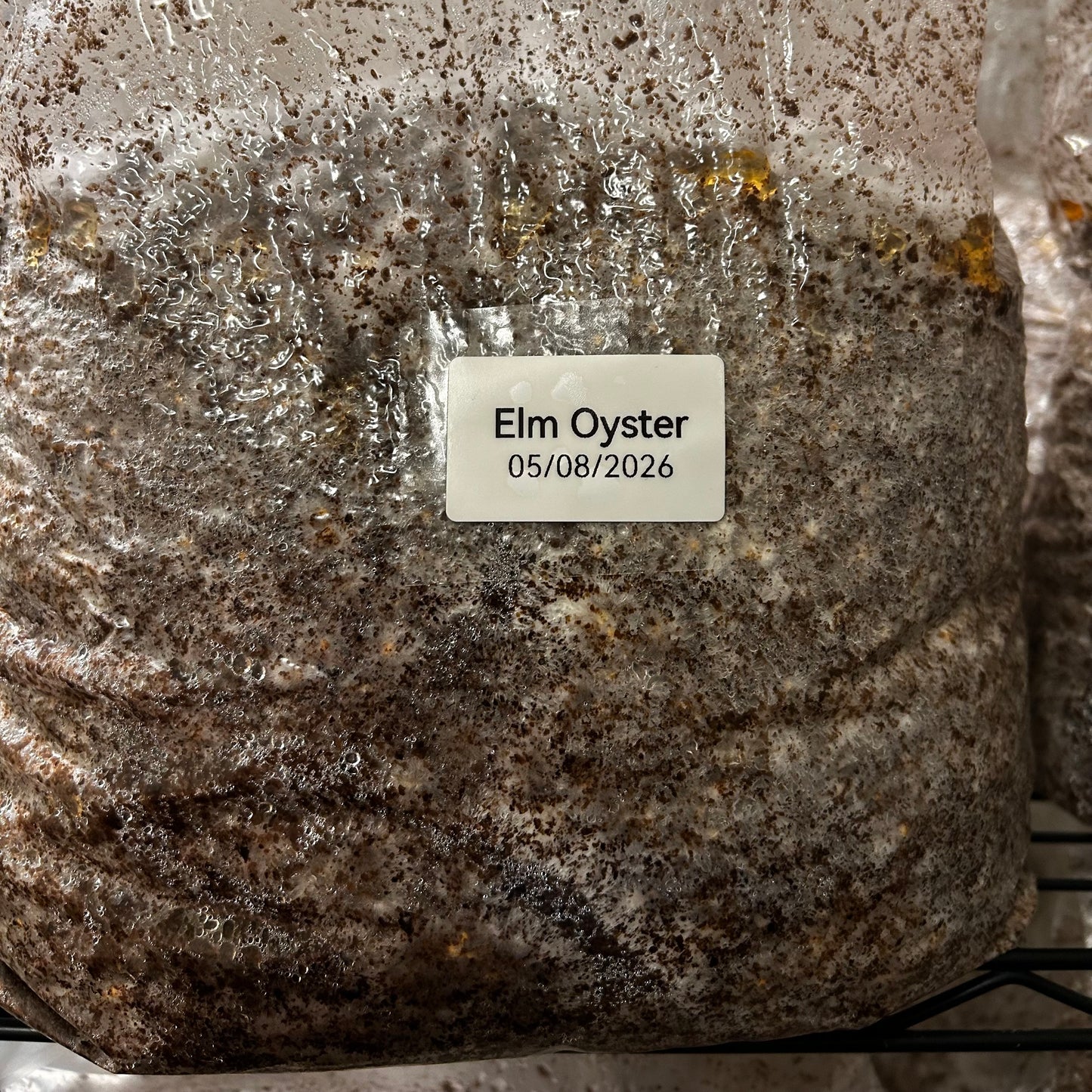 Mushroom Grow Block - Extra Large Ten Pound Size