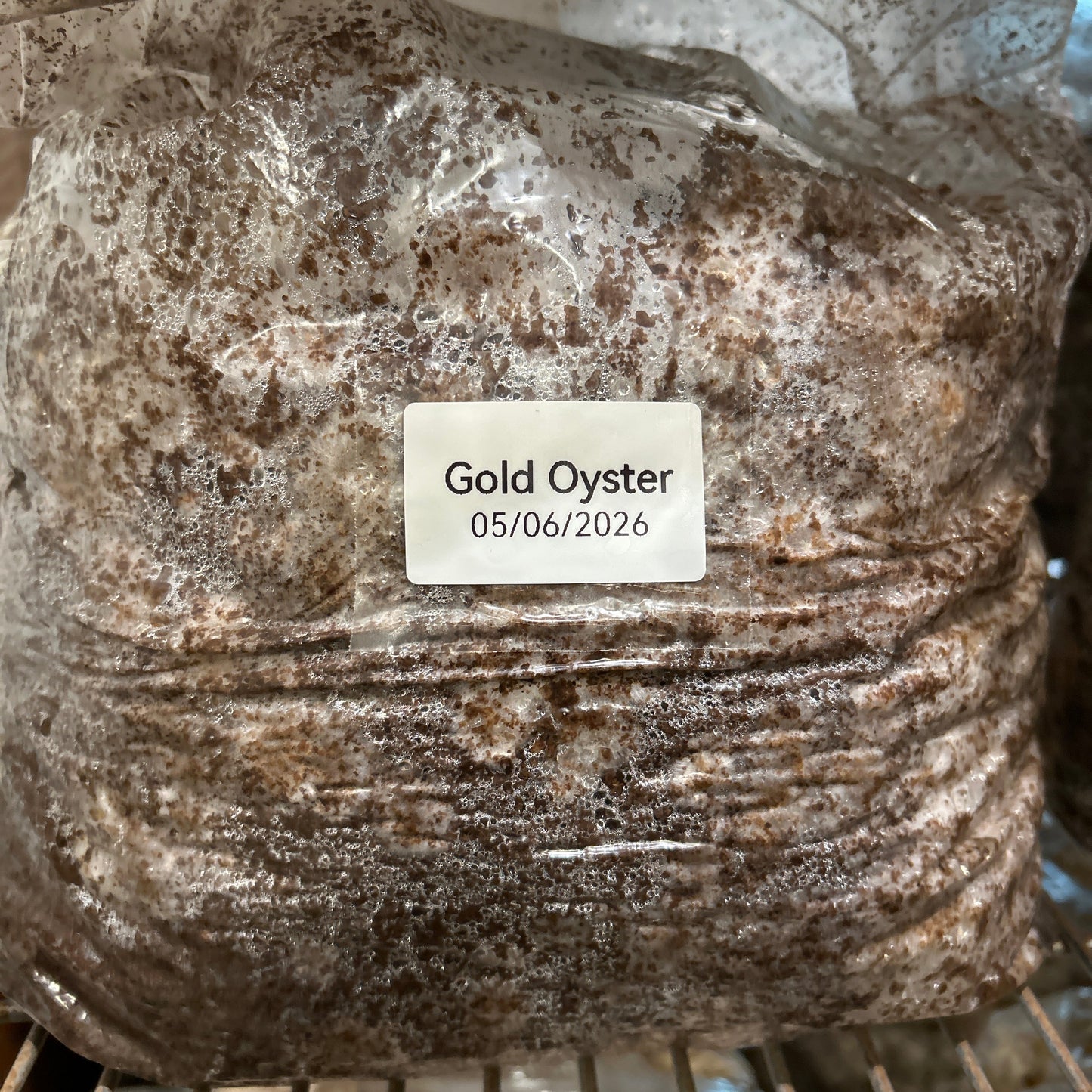 Mushroom Grow Block - Extra Large Ten Pound Size