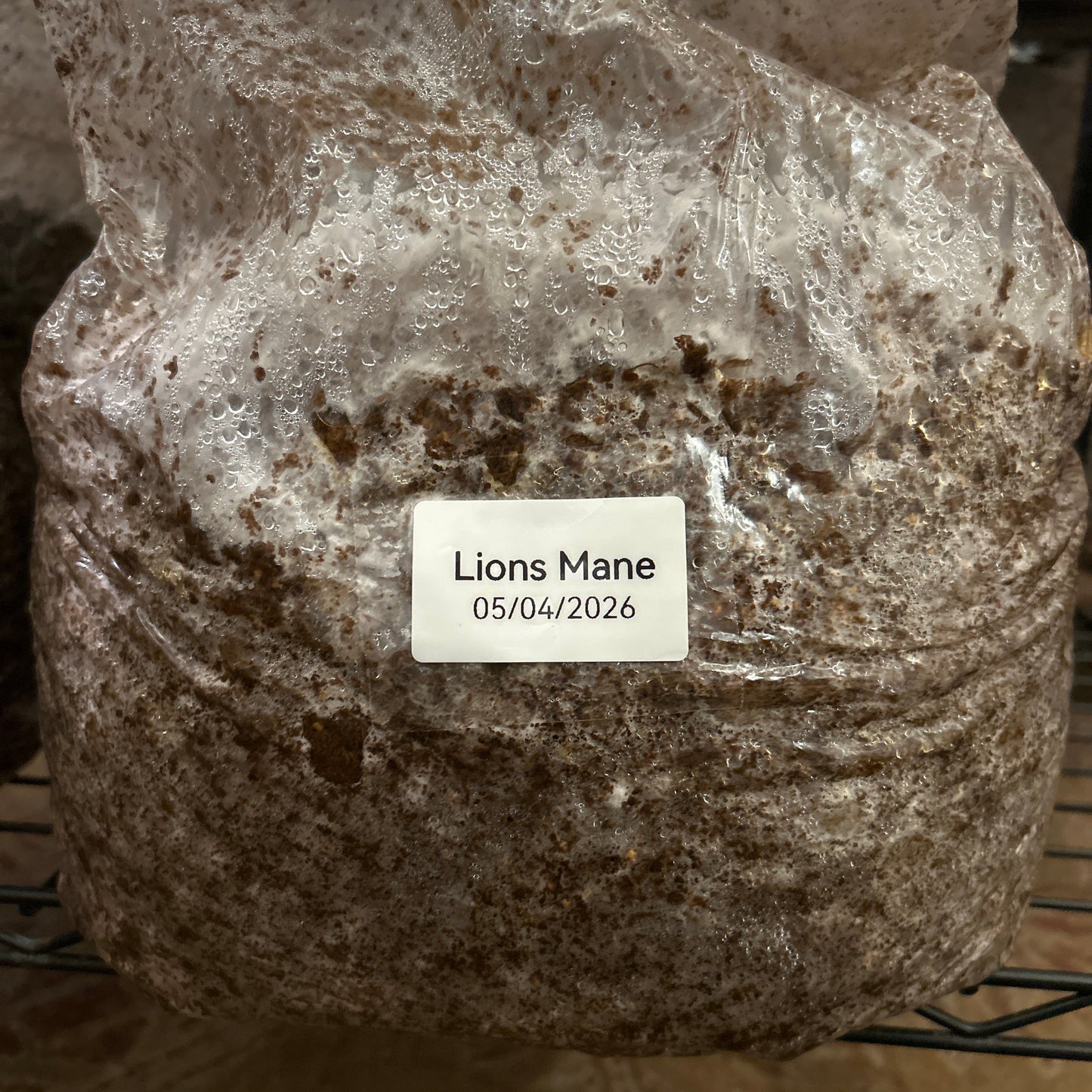 Mushroom Grow Block - Extra Large Ten Pound Size