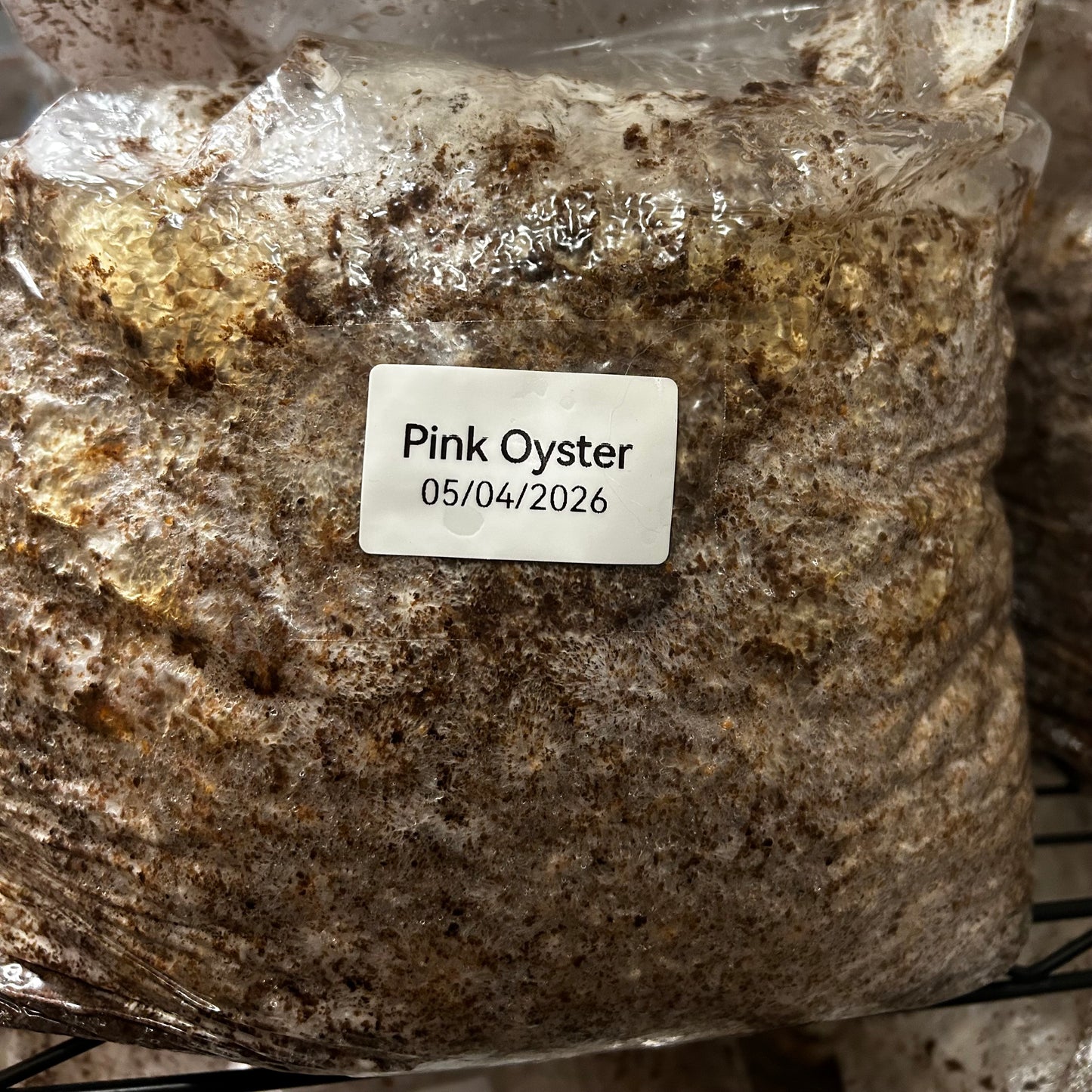 Mushroom Grow Block - Extra Large Ten Pound Size