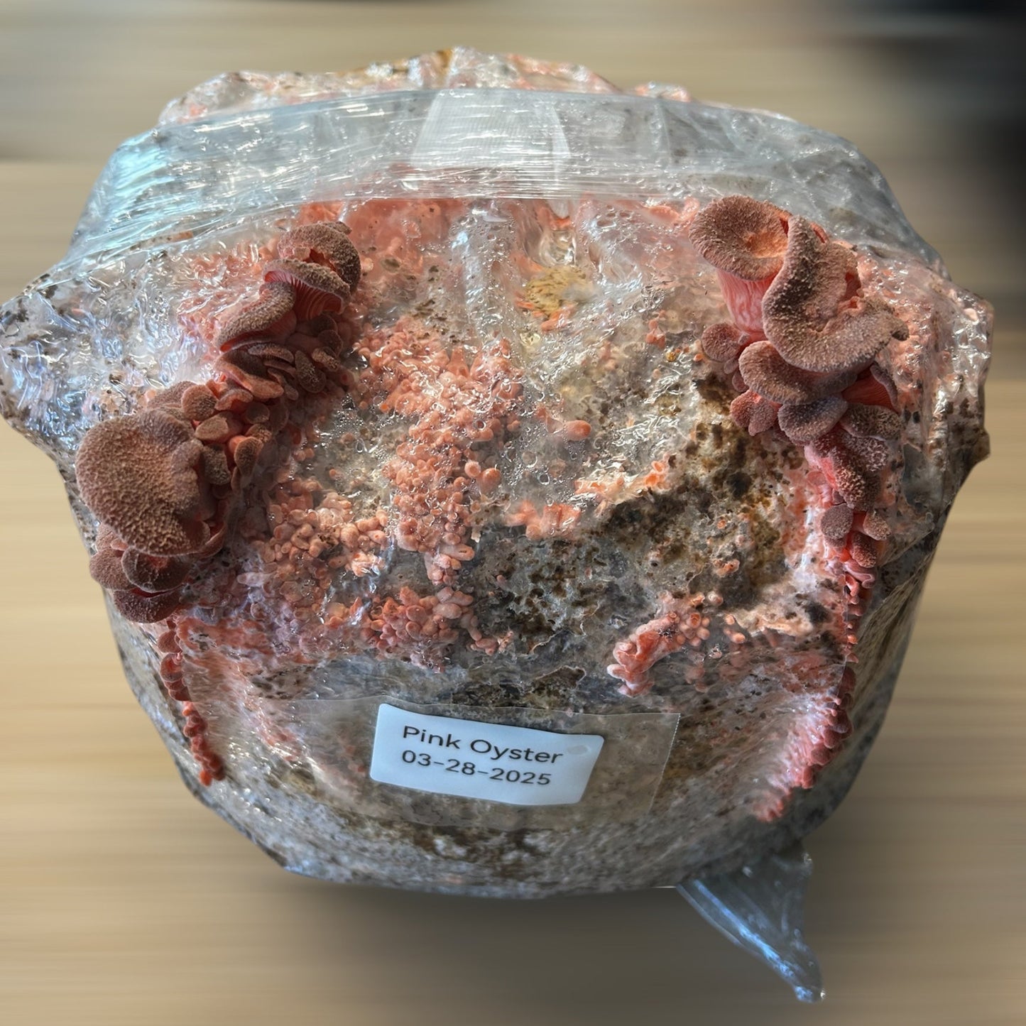 Mushroom Grow Block - Extra Large Ten Pound Size