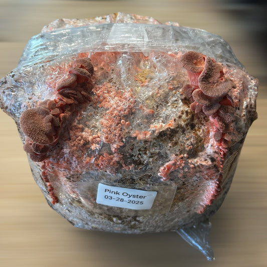Mushroom Grow Block - Extra Large Ten Pound Size